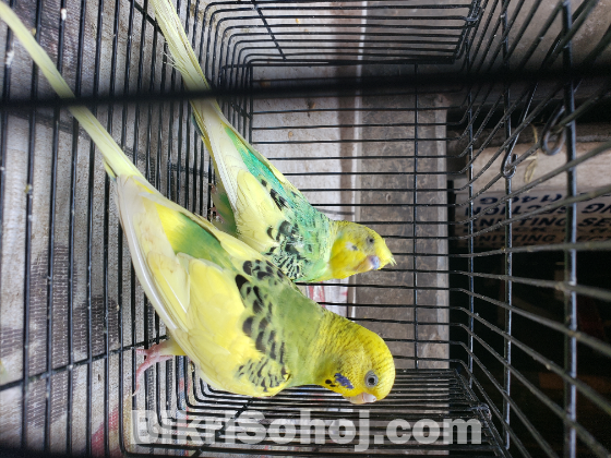 বাজরিগড় পাখি মিউটেশন ক্লাসিক ড্যানিশ পাইড